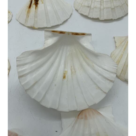 Vintage Lot Of 16 Made In Japan Clam Shells 2”-3” Crafts Appetizer ￼dish - Picture 4 of 6